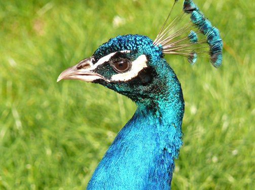 공작새 - 이미지