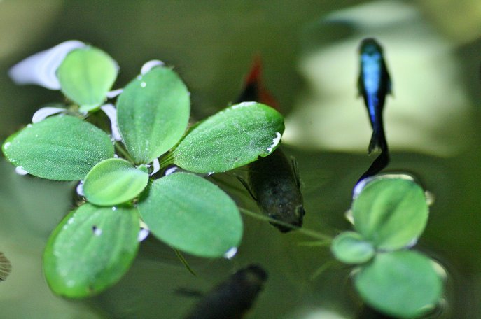 구피 물고기 - 이미지