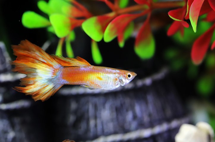 구피 엔들러 - 이미지