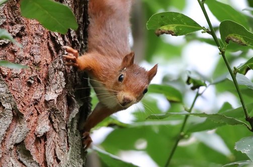 날다람쥐 - 이미지