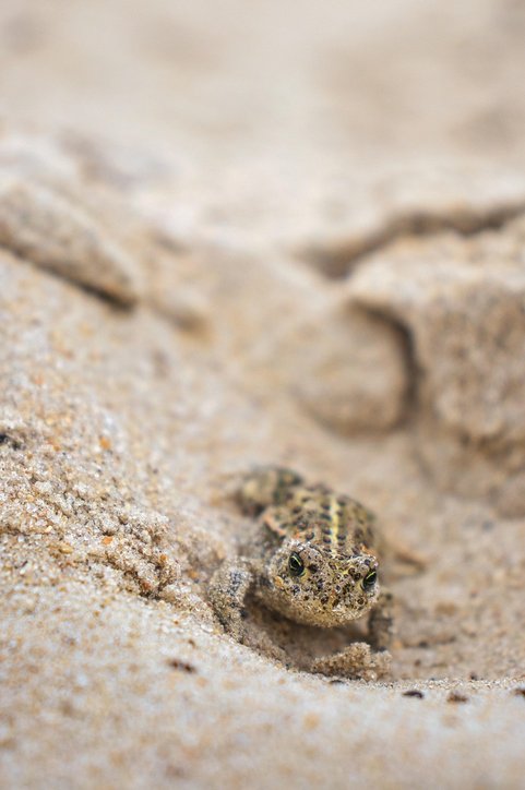 두꺼비 황금두꺼비 - 이미지