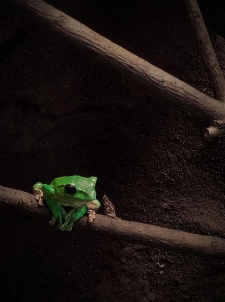 두꺼비 황금두꺼비 - 이미지