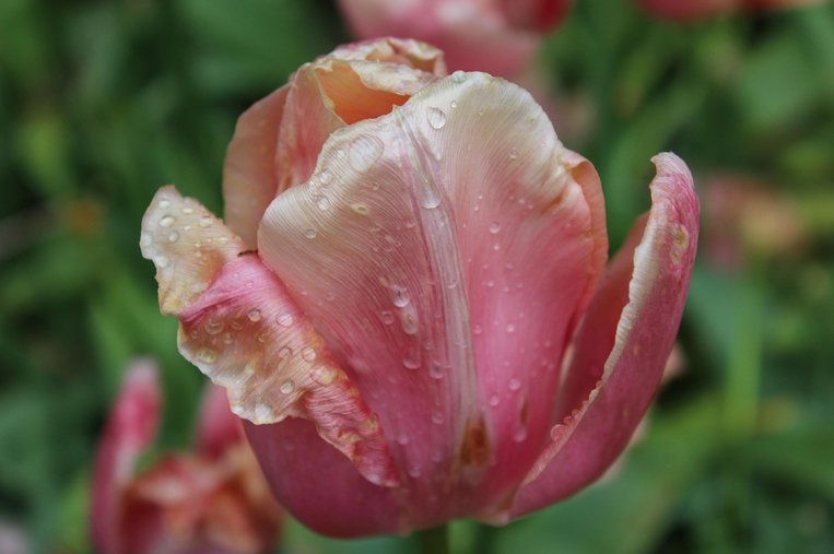 리세 쾨켄호프 공원 - 이미지