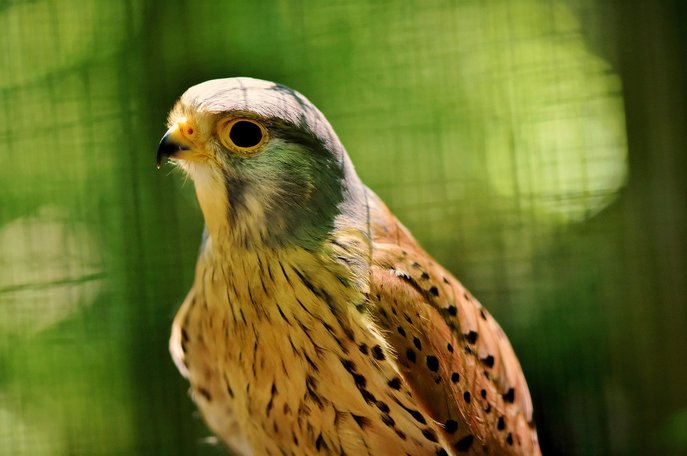 매 황조롱이 - 이미지