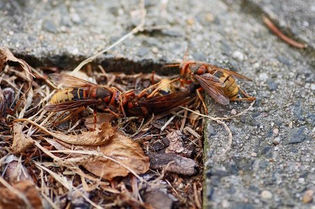 방콕 왓 포 - 이미지