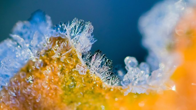 뱅갈 스노우 - 이미지