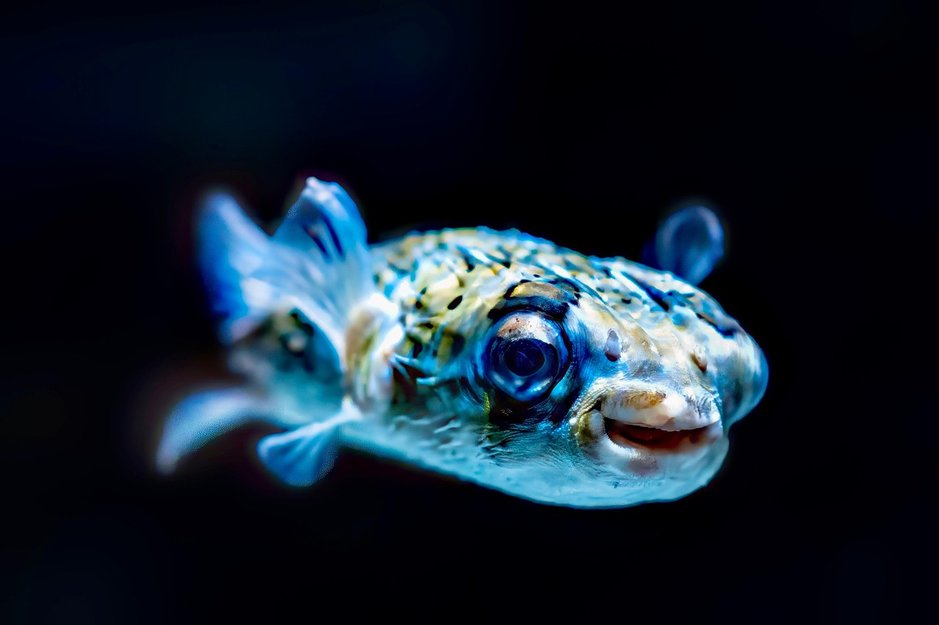 복어 초록복어 - 이미지