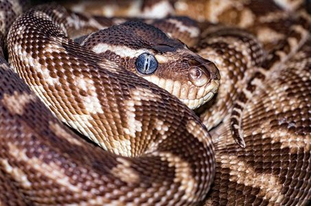 볼 파이톤 노멀 - 이미지