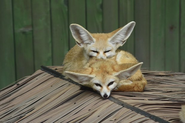 사막여우 - 이미지