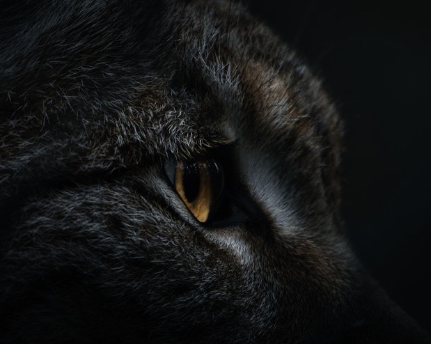 스라소니 - 이미지