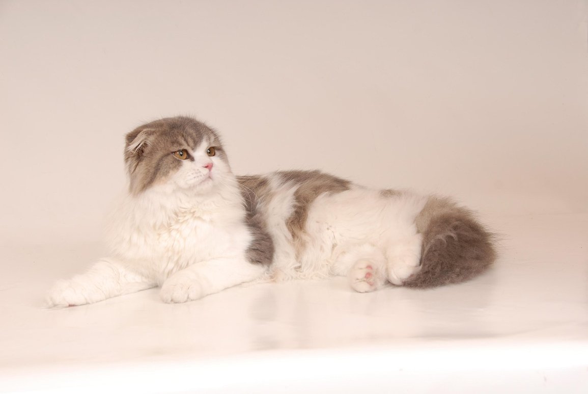 스코티시 스트레이트 - 이미지