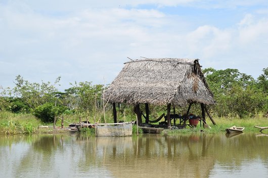 아마존 우림 - 이미지
