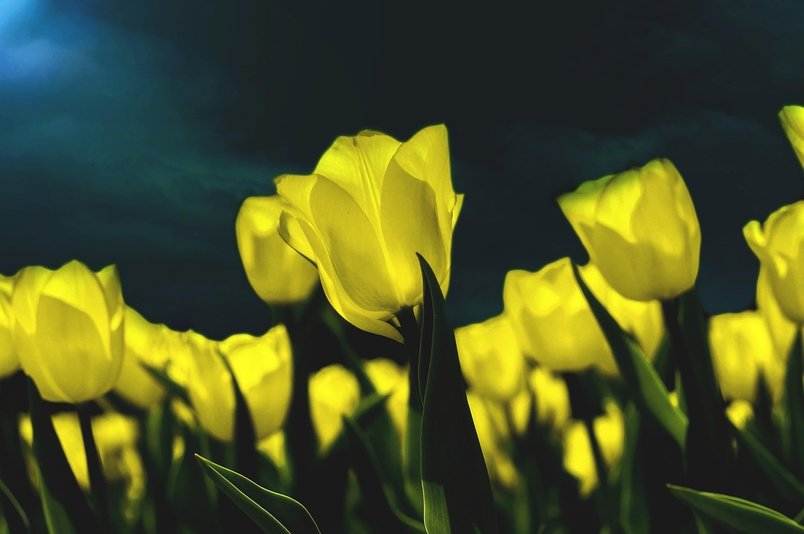 왕관앵무 옐로우 - 이미지