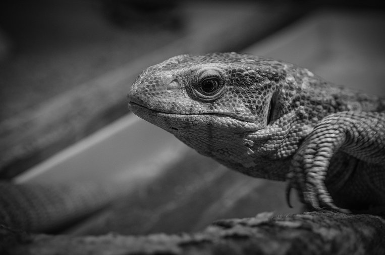 왕도마뱀 나일 모니터 - 이미지