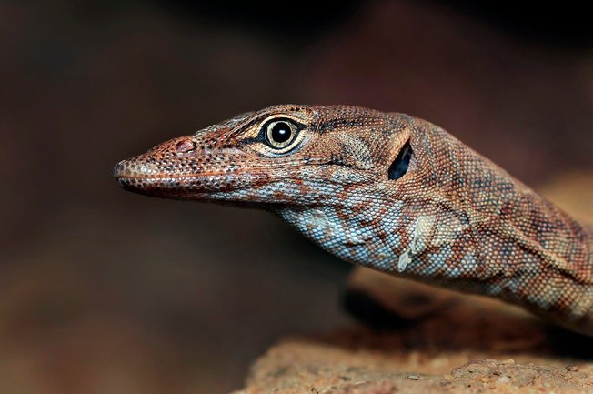 왕도마뱀 나일 모니터 - 이미지