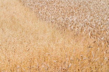 작물 재배 - 이미지