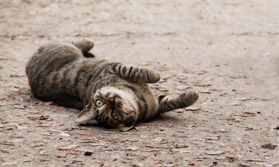 잠버릇 - 이미지