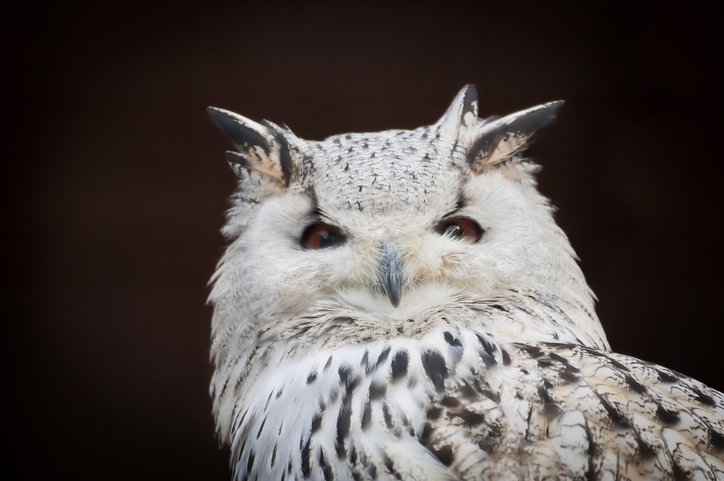 초상화 주문 - 이미지