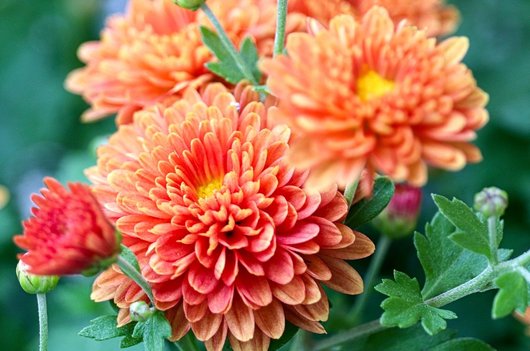 텃밭 가꾸기 - 이미지