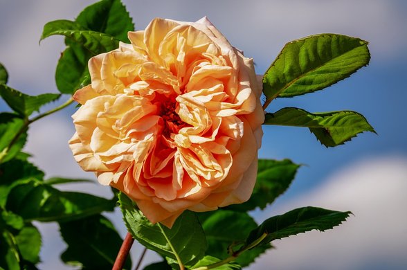 투자심리분석 - 이미지