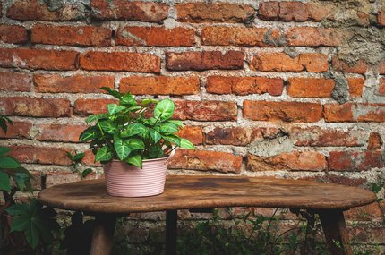 플로레스 인근 티칼 - 이미지