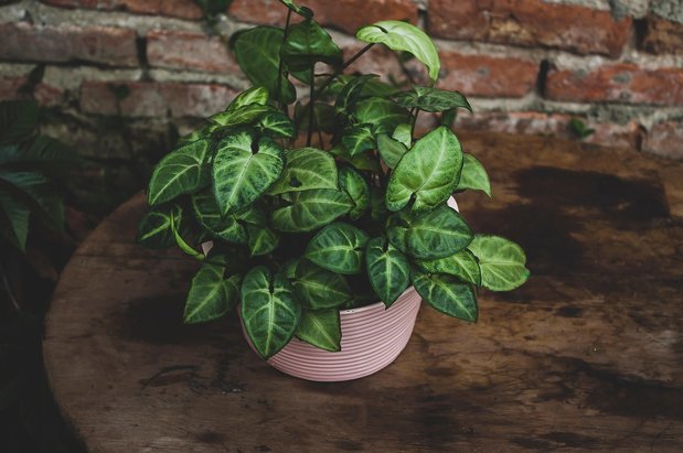 플로레스 인근 티칼 - 이미지