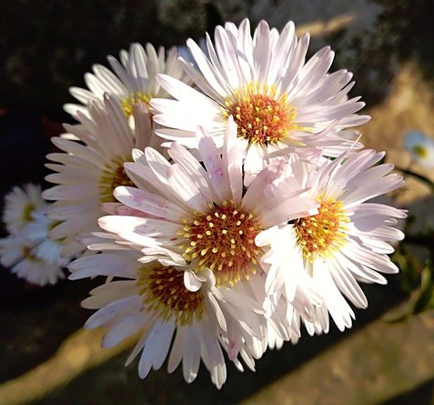 플로레스 인근 티칼 - 이미지