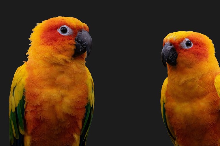 피치페이스 러브버드 - 이미지