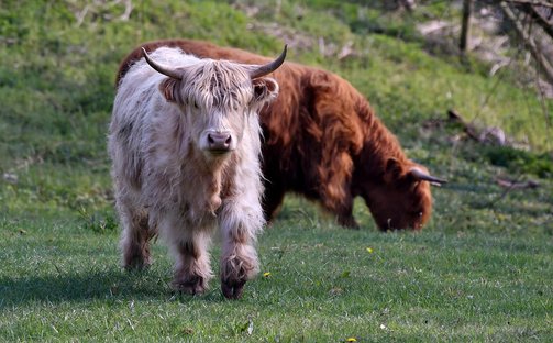 하이랜더 고양이 - 이미지