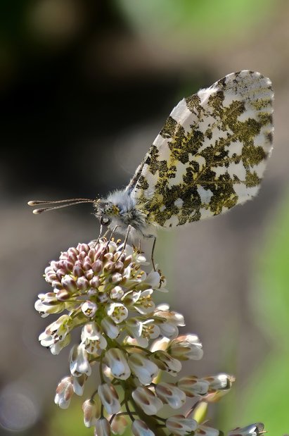 투잡 대리운전 - 이미지