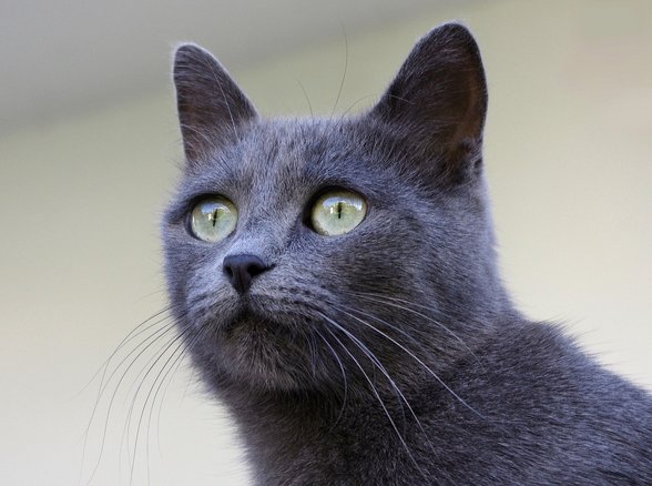 샤르트뢰 고양이 - 이미지