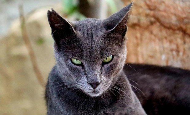 샤르트뢰 고양이 - 이미지