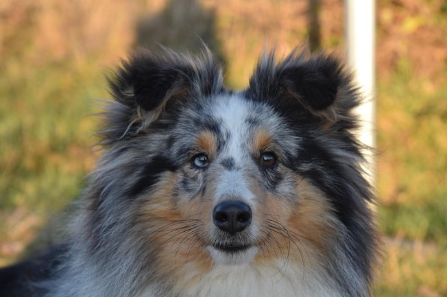 피레니언 쉽독 - 이미지