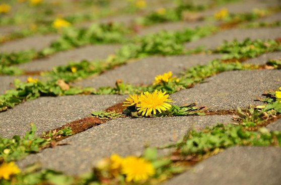 주장 전달 - 이미지