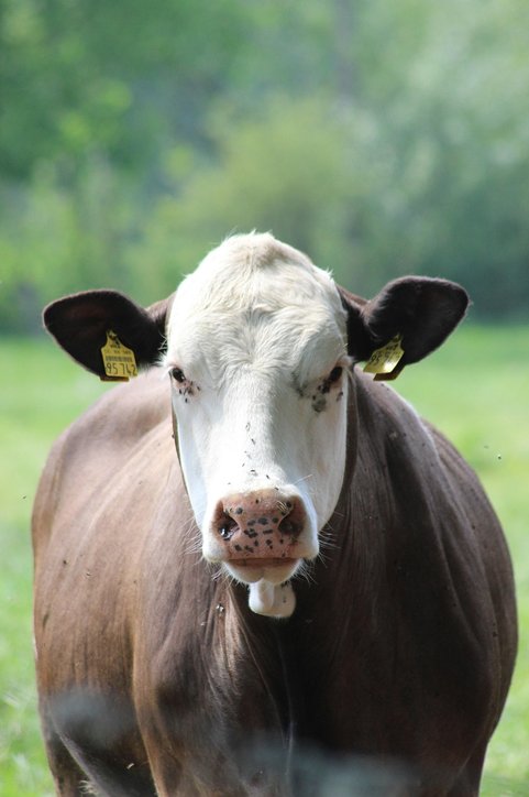 카리스마 - 이미지