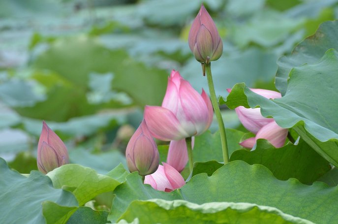 JPMorgan Chase 주식차트 - 이미지