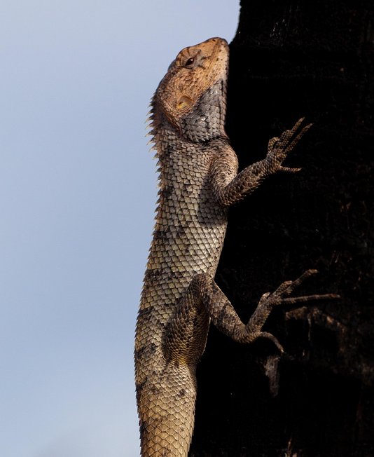 모리셔스 7색 흙 - 이미지