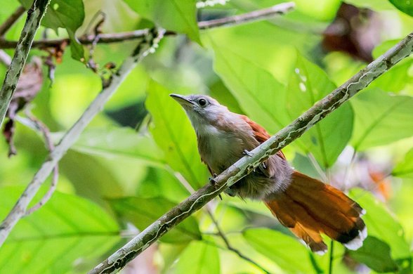 Chevron 주식차트 - 이미지
