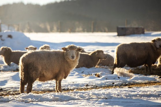 라로통가 무리 해변 - 이미지
