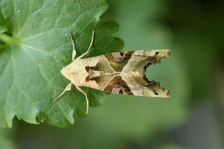 주택연금단점 - 이미지