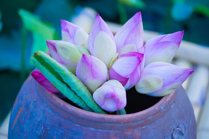 Eli Lilly 주식차트 - 이미지