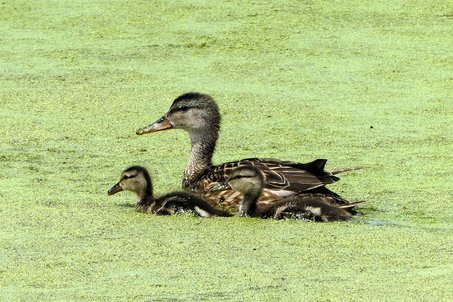 등하원 돌봄 - 이미지