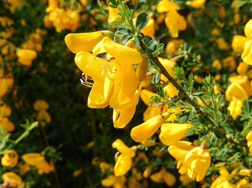 생식기 - 이미지