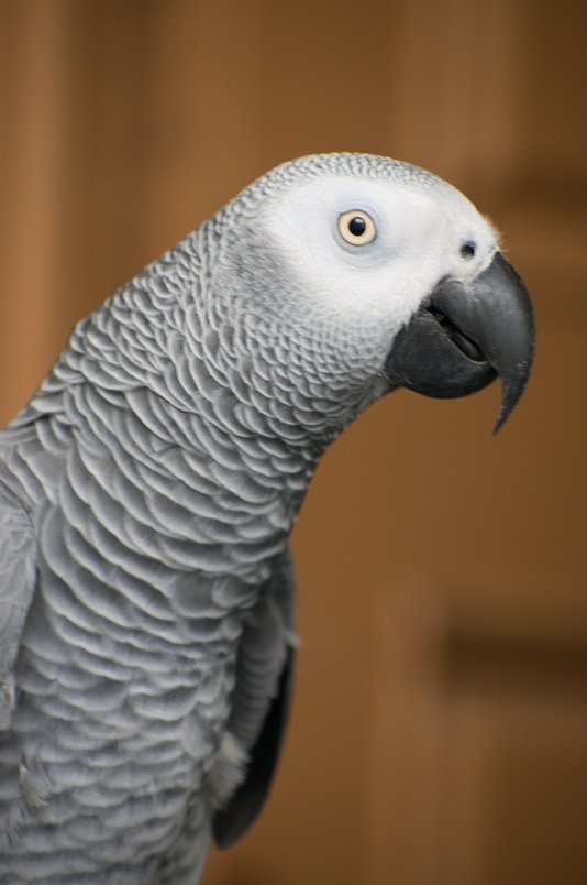 중형 앵무새 - 이미지