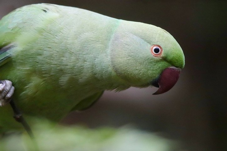 카이큐 앵무 - 이미지