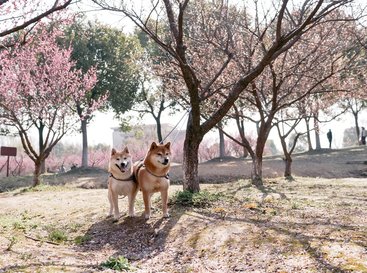 시바이누 주식차트 - 이미지