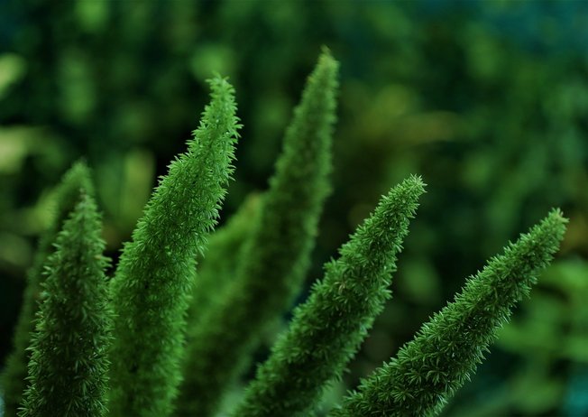 잉글리쉬스프링거스파니엘 - 이미지