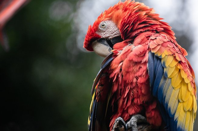 카카투 - 이미지