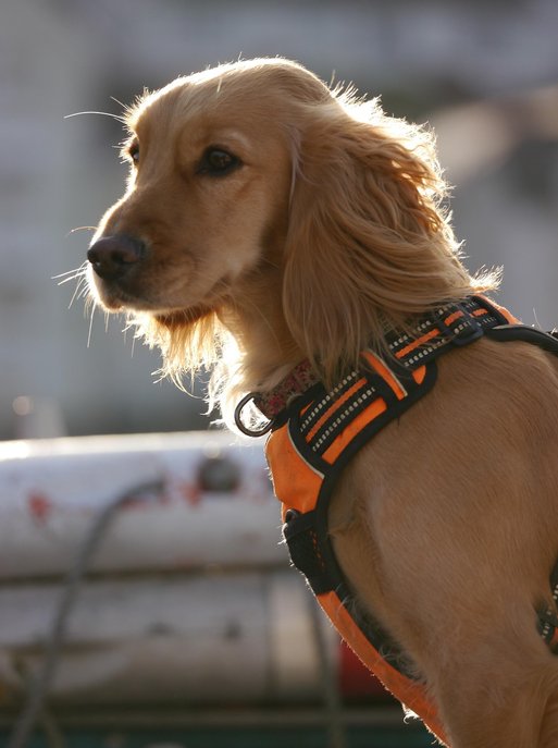 코커스패니얼 - 이미지