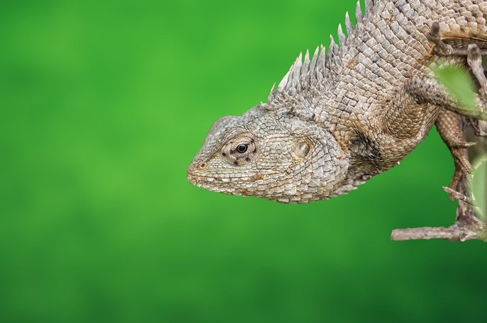 파충류 - 이미지